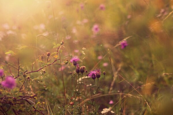 Herbstblumen in der Natur