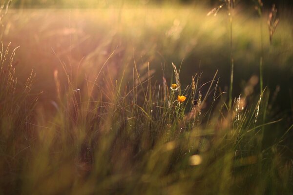 Gras und Blumen auf einer grünen Weide