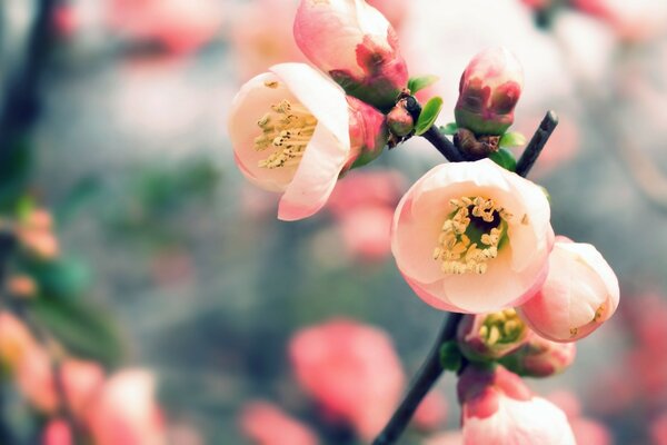 微距摄影。 模糊。 粉红色的花