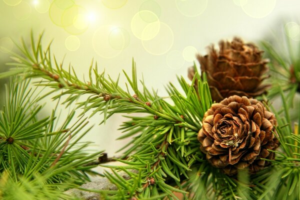 Fir cones on coniferous branches are snow-white