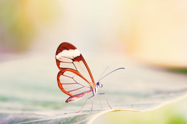 Ein anmutiger Schmetterling hat vor dem Hintergrund des Beginns des Sommertages gefroren