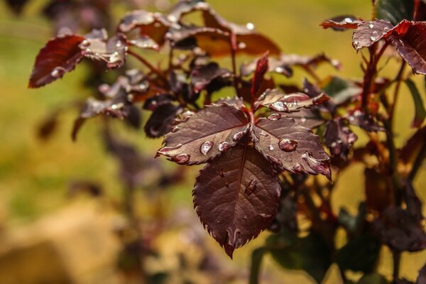 Rain falls on the leaves