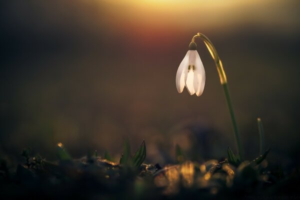 Eine zarte Blume wacht vor dem unscharfen Hintergrund der Morgendämmerung auf