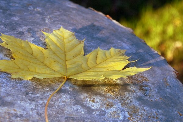 Hoja de arce amarillo sobre piedra gris