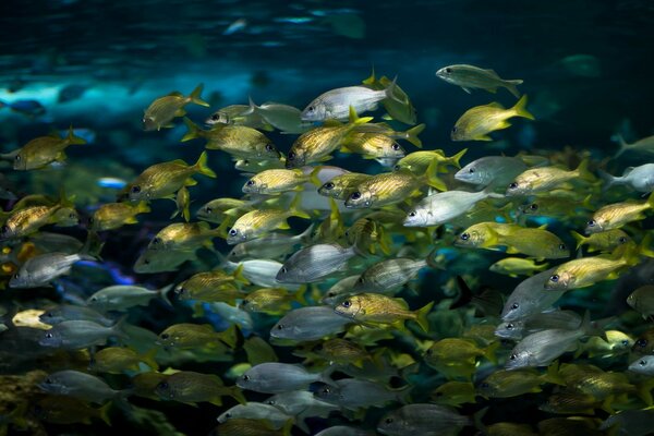 Molti piccoli pesci nell acqua