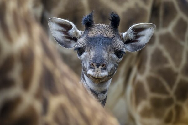 Giraffe in nature is small with horns