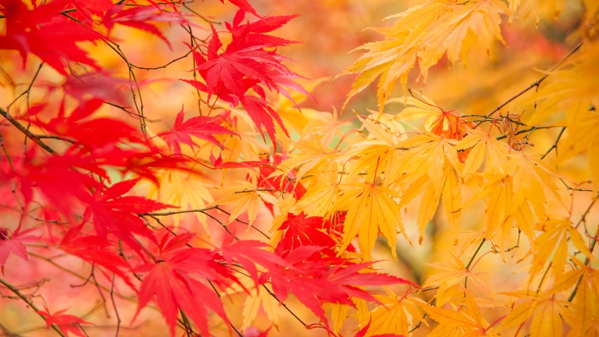 leaves leaf fall nature maple flora season bright color desktop summer beautiful garden flower floral