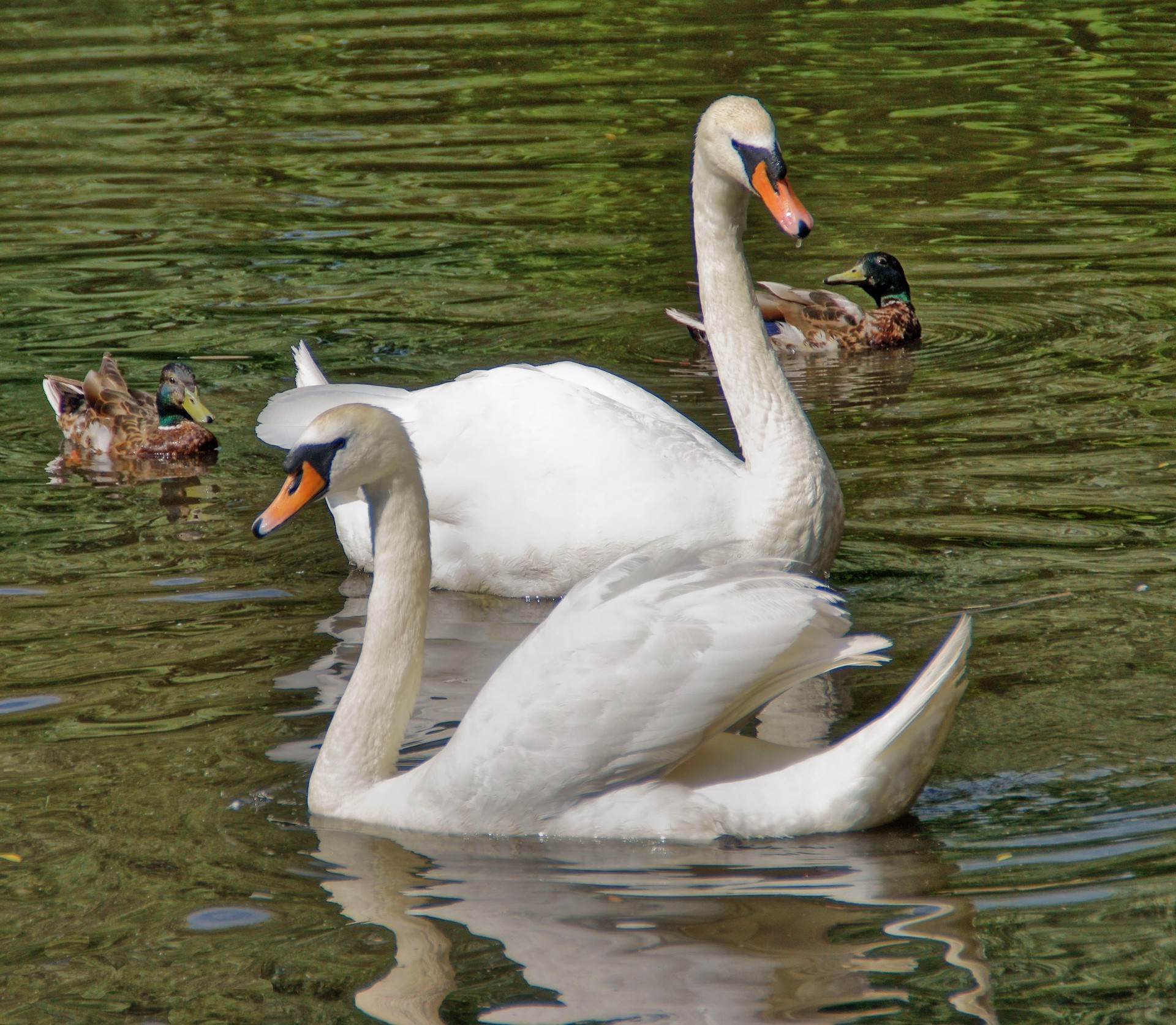 animali cigno uccello piscina muto lago uccelli acquatici anatra collo oca acqua nuoto natura piuma uccelli fauna selvatica becco animale riflessione due