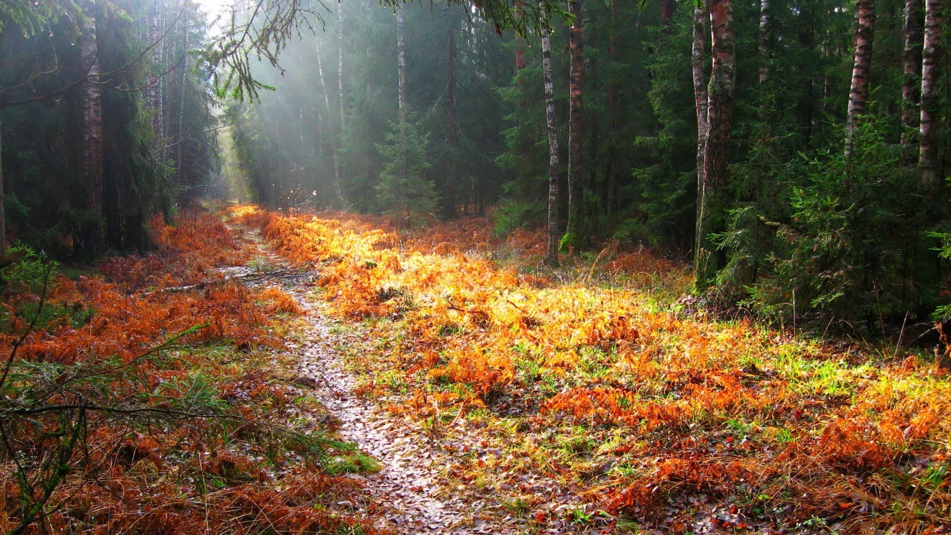 forêt automne bois feuille arbre nature paysage parc à l extérieur scénique environnement saison luxuriante sauvage beau temps lumière du jour paysages aube flore érable