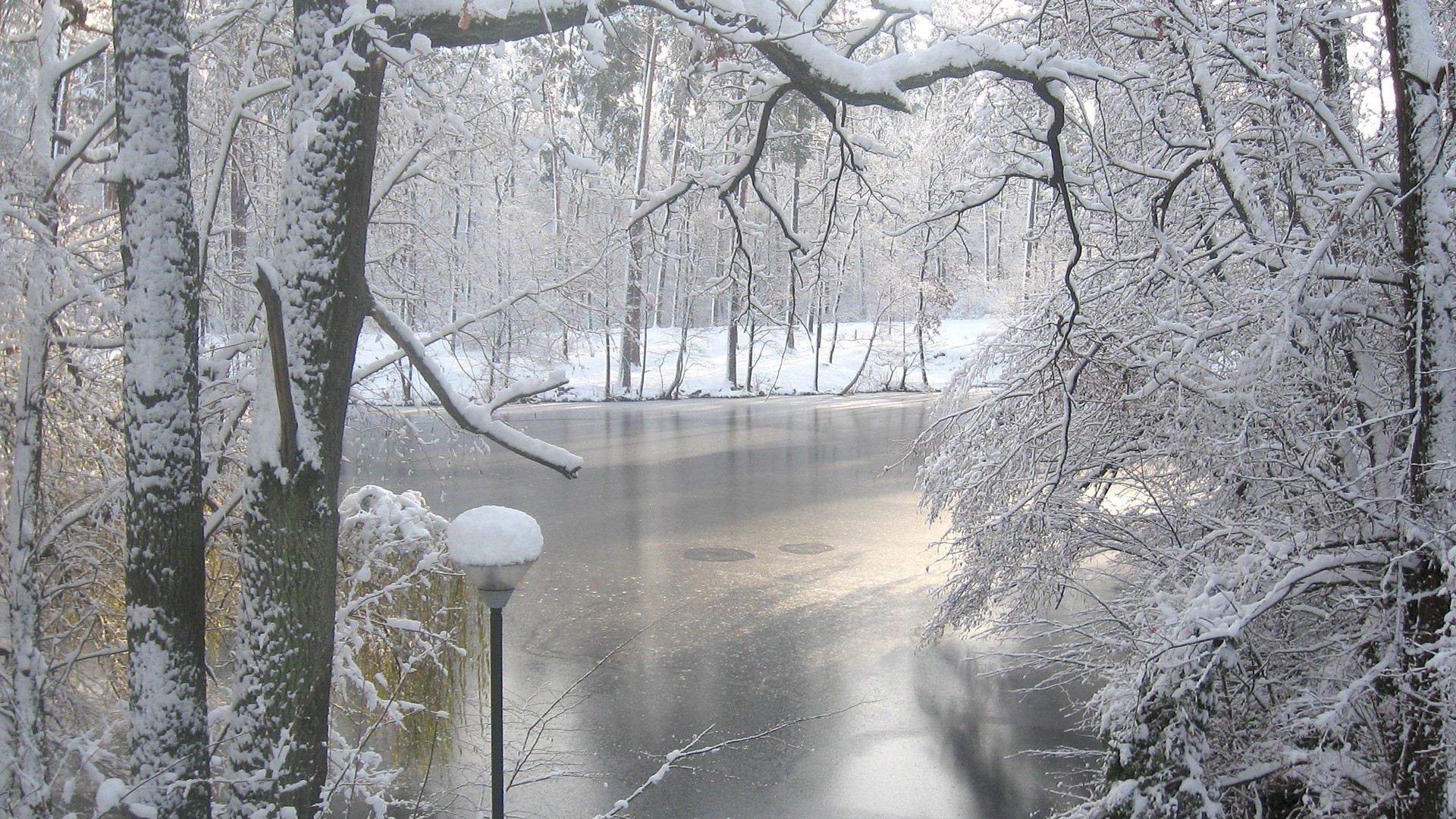 invierno nieve frío escarcha hielo árbol congelado madera tiempo naturaleza temporada paisaje niebla rama amanecer parque helado helado