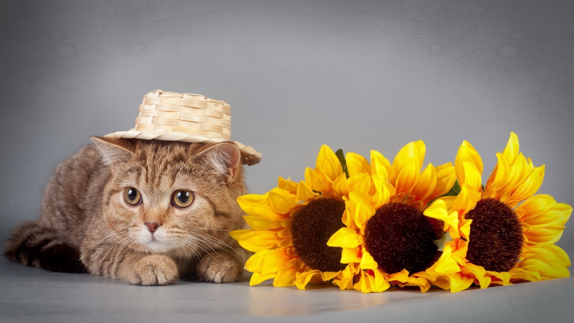 katzen natur schön blume katze niedlich porträt