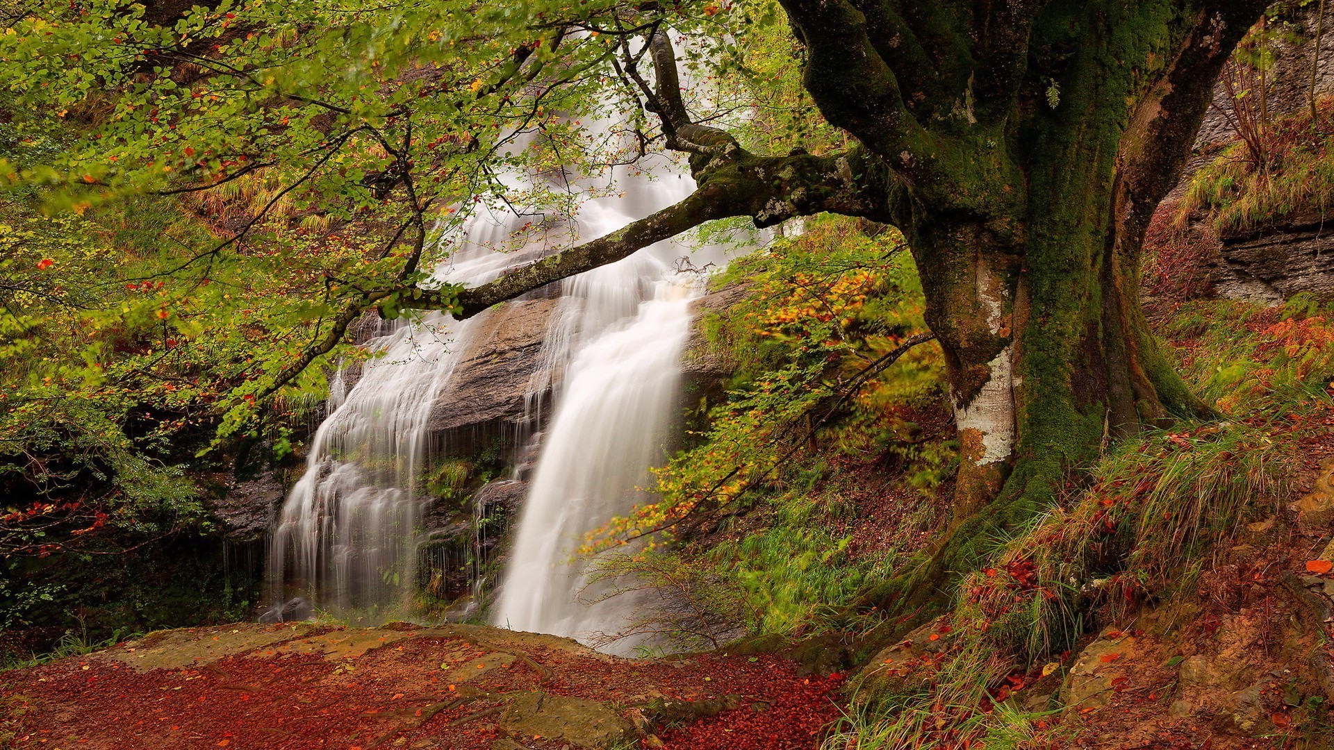 cascate autunno legno foglia paesaggio natura cascata albero acqua flusso fiume parco all aperto scenico muschio paesaggio creek lussureggiante cascata ambiente