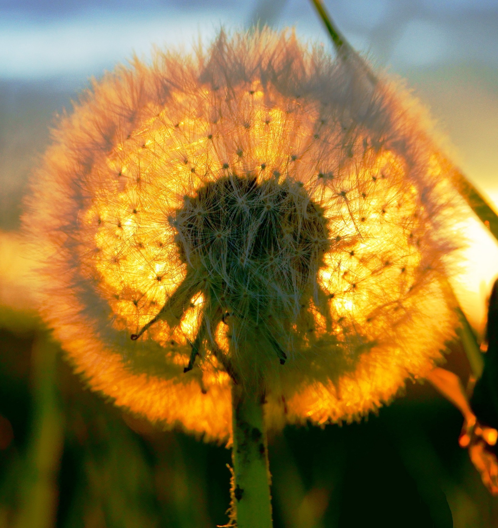 flores naturaleza flor flora verano al aire libre jardín color salvaje crecimiento insecto cerca hermoso hierba blumming brillante girasol hoja