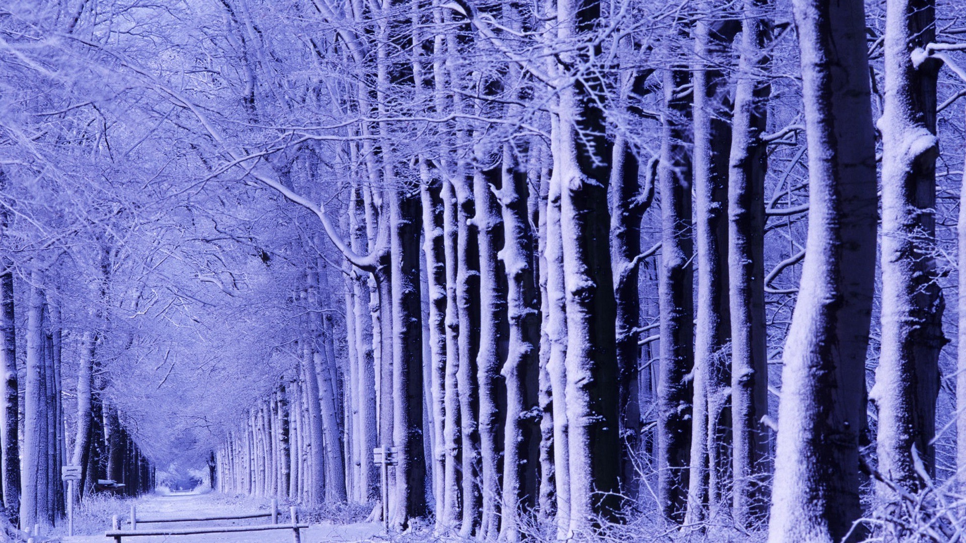 winter snow frost cold ice frozen wood icy season nature frosty tree landscape icicle snow-white desktop outdoors