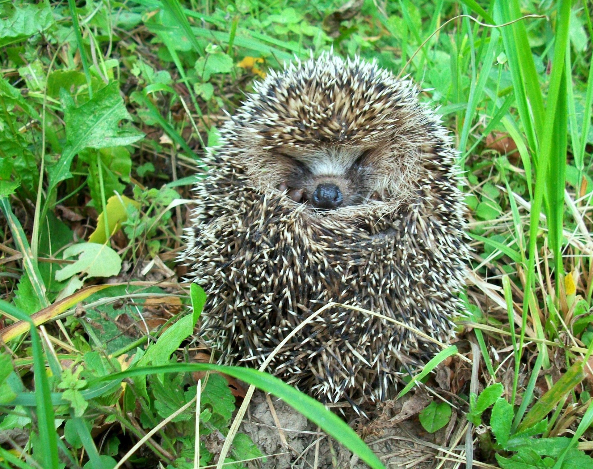 animales naturaleza vida silvestre mamífero animal hierba agudo salvaje pequeño al aire libre espinoso seto cerdas ecología lindo conservación medio ambiente