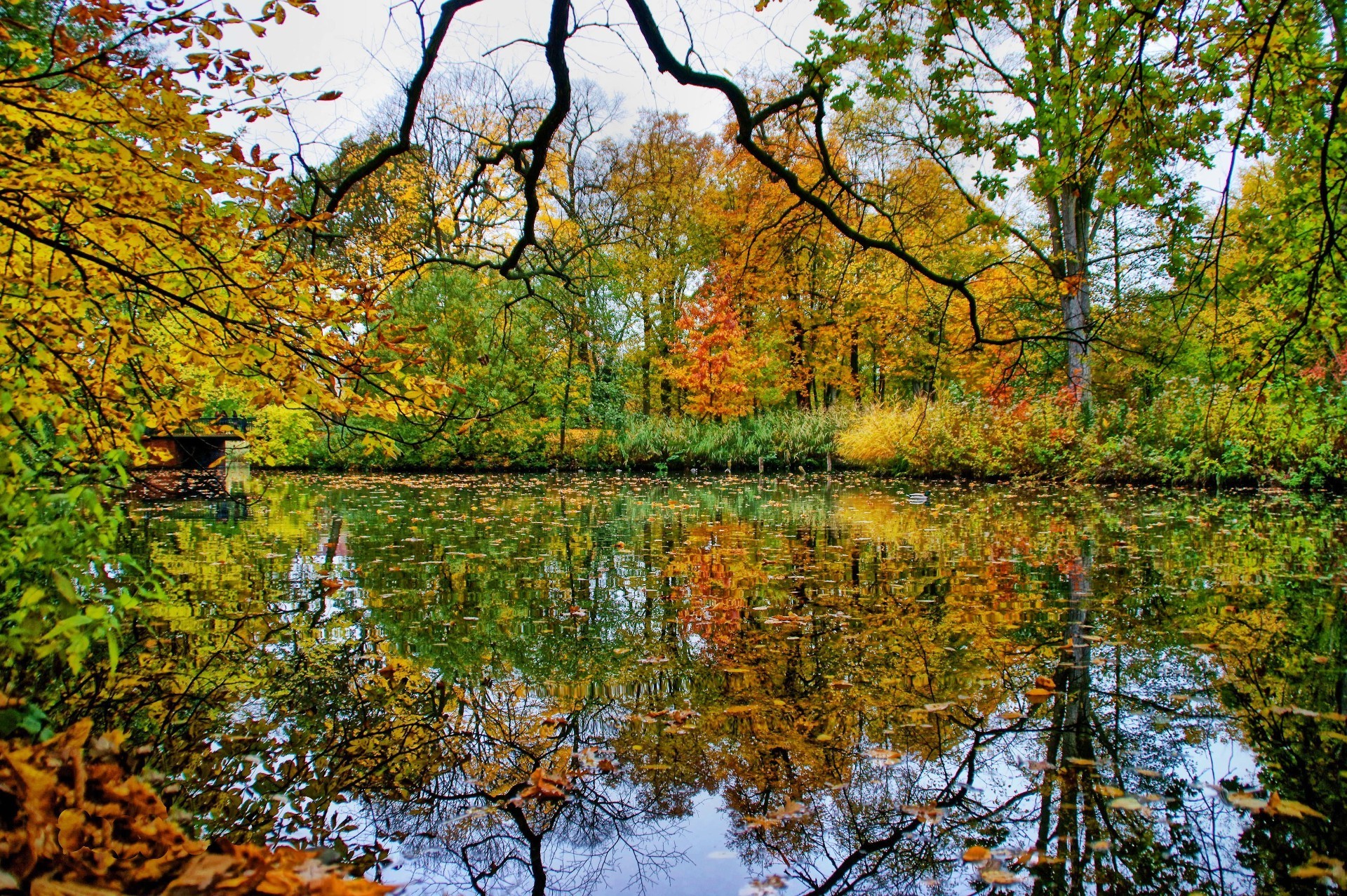 lake fall tree leaf nature landscape wood season park branch maple scenic scenery water reflection outdoors scene environment gold