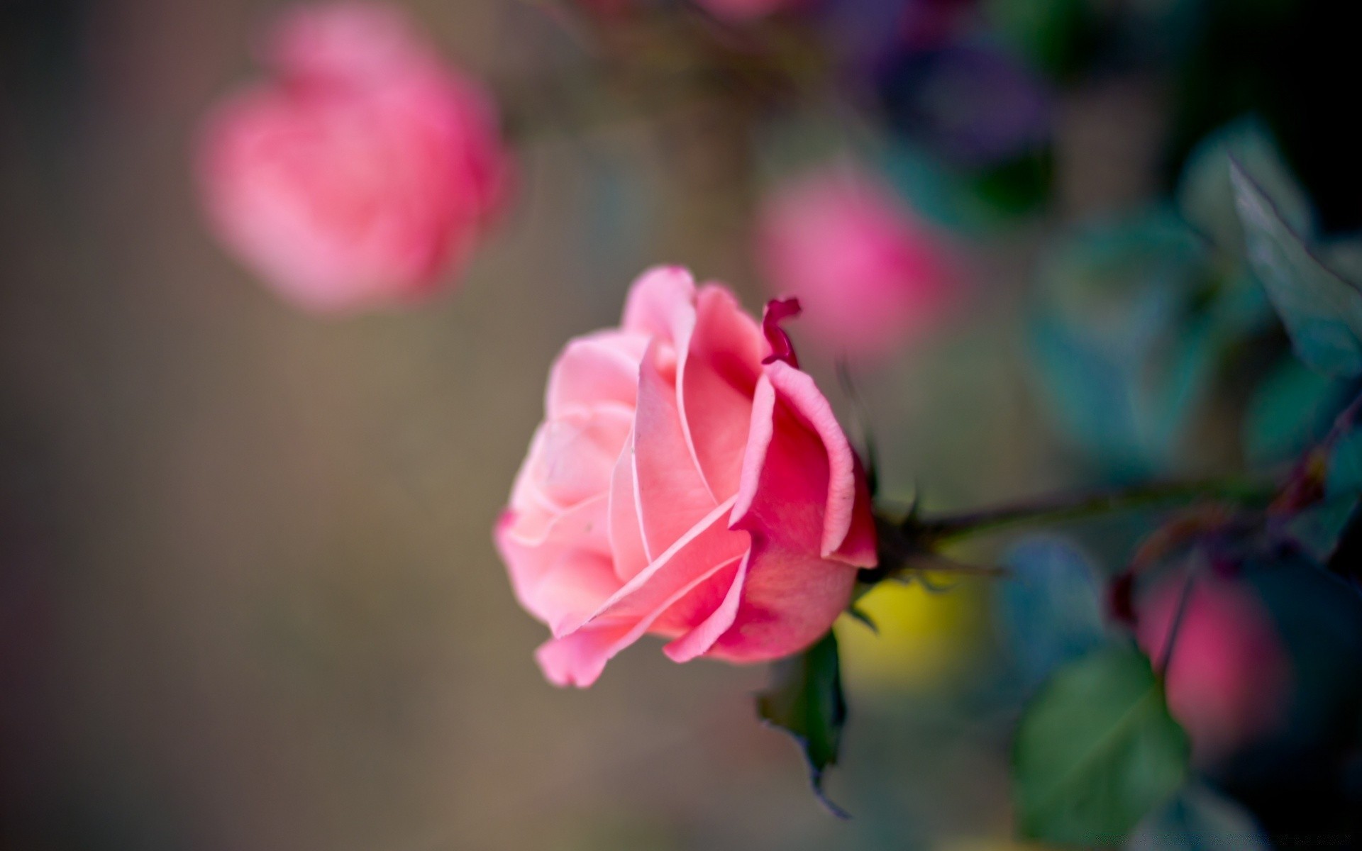 macro flower nature rose leaf flora garden summer petal color outdoors bright blooming beautiful