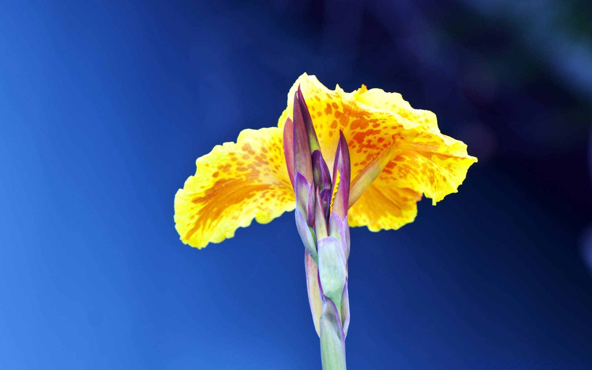 makro natura jasny lato flora kwiat liść kolor