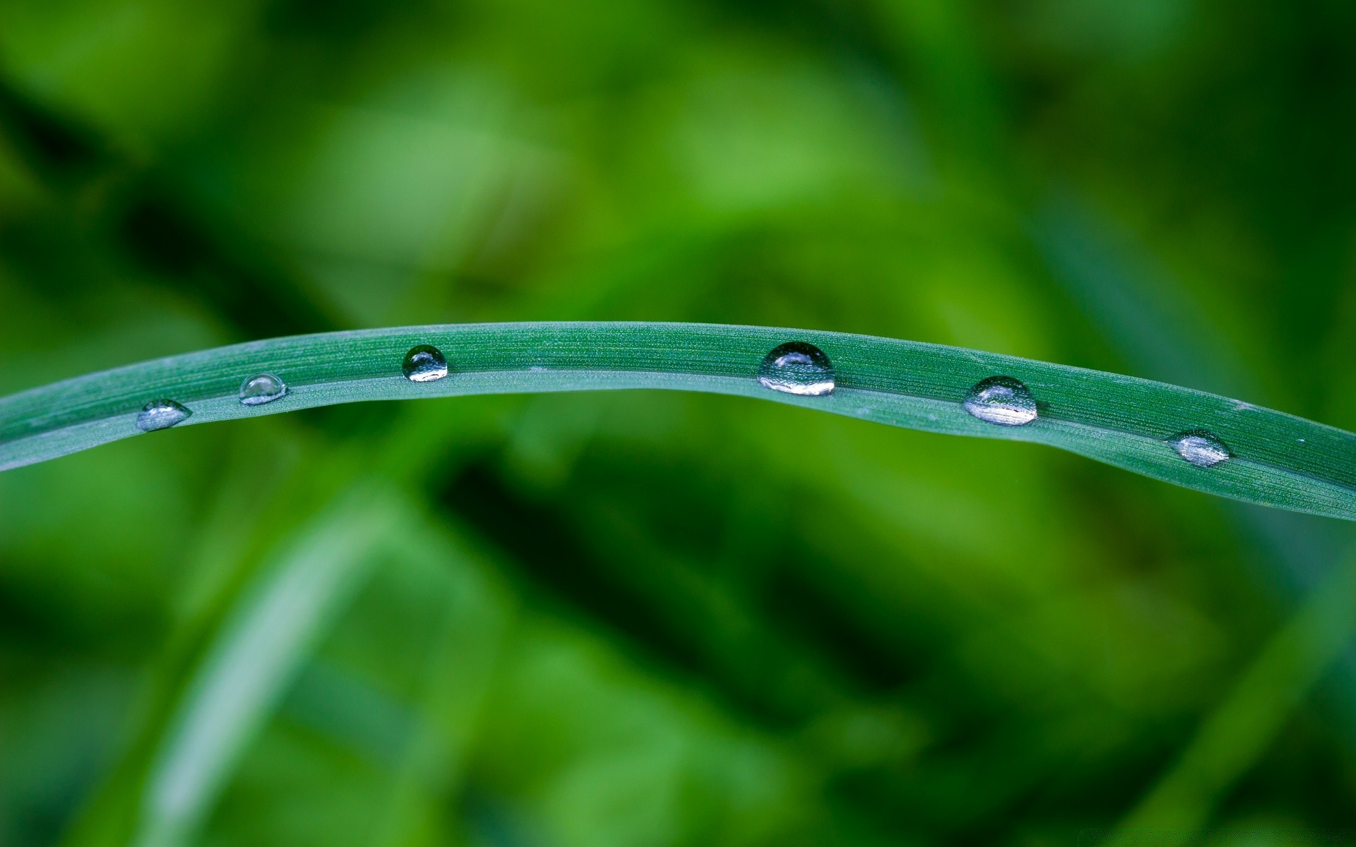 macro rosée pluie chute flore feuille gouttes croissance propreté jardin gouttes nature humide fraîcheur herbe lame environnement propre couleur gros plan