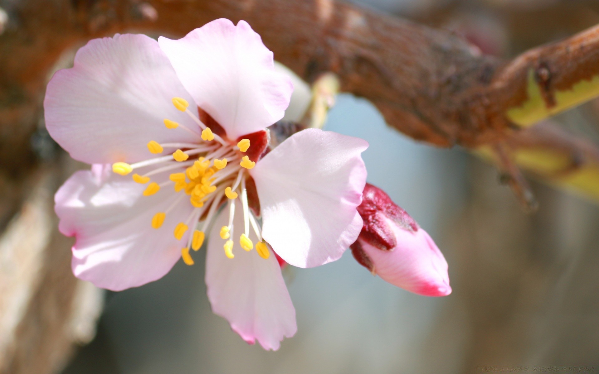 makro kwiat natura na zewnątrz liść rozmycie jabłko drzewo