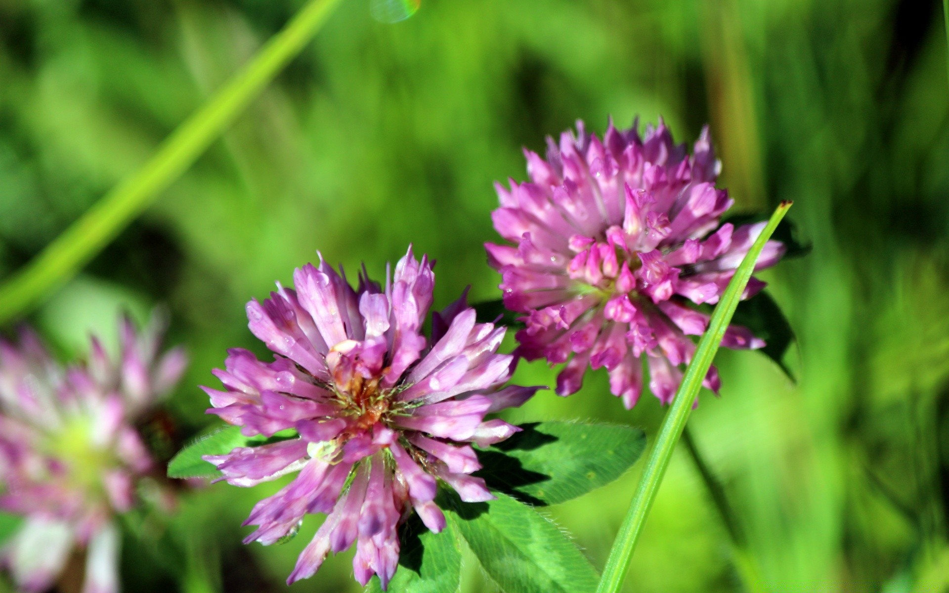 macro nature fleur flore été jardin herbe feuille bluming foin pétale champ gros plan floral à l extérieur saison lumineux sauvage parc couleur