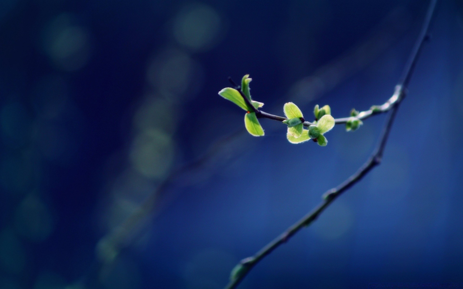 makro fotoğrafçılığı yaprak bulanıklık flora doğa bahçe çiçek büyüme ağaç şube yağmur açık havada ışık dof dostum ortamlar