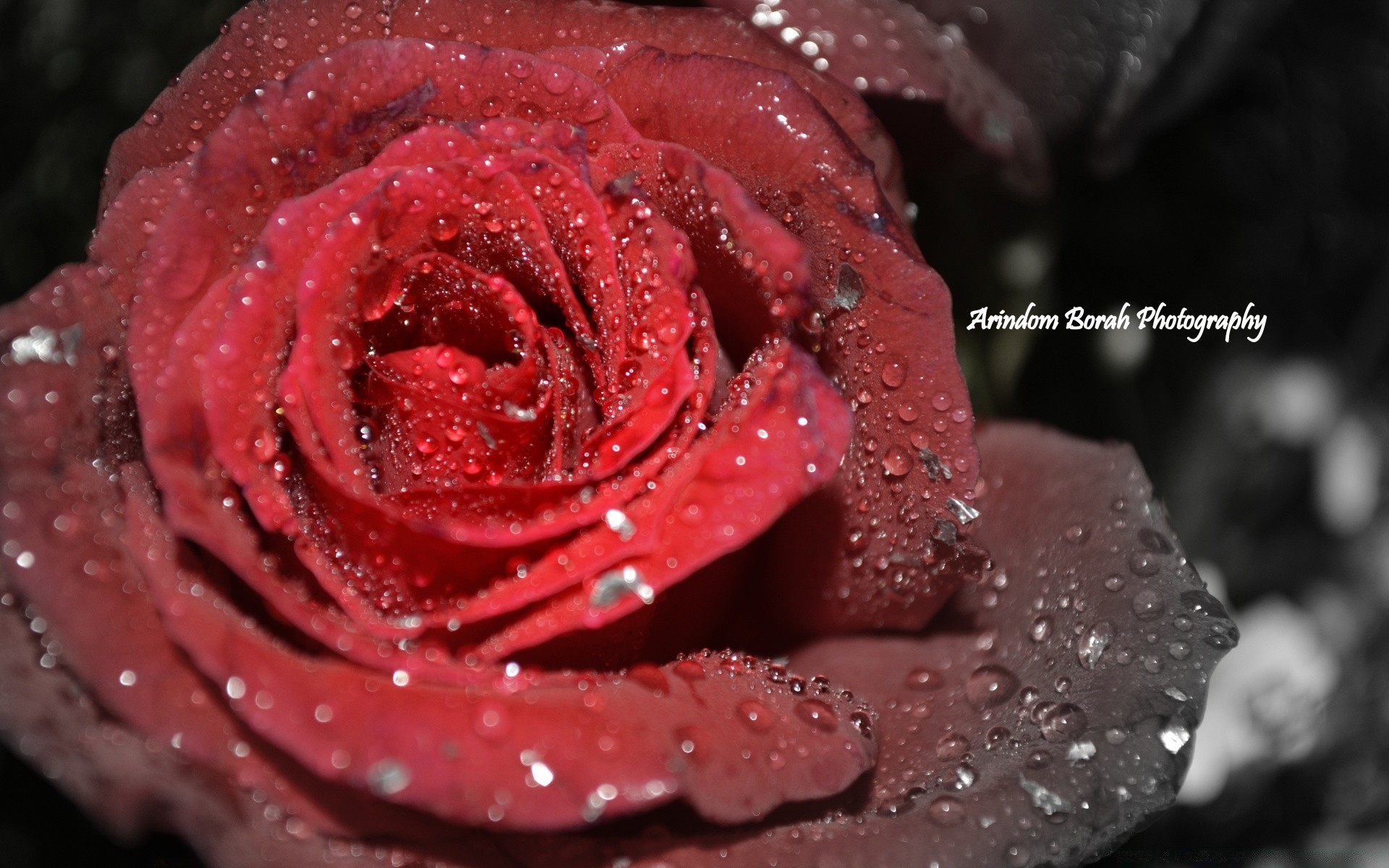 macro rosa rocío amor romance flor regalo naturaleza romántico amor mojado