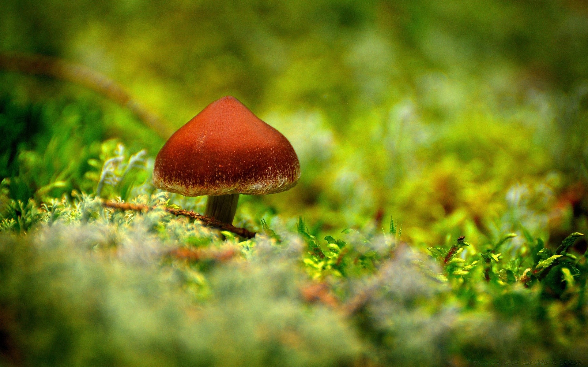 macro champignon nature champignon automne feuille à l extérieur herbe bois croissance été alimentaire flore saison arbre