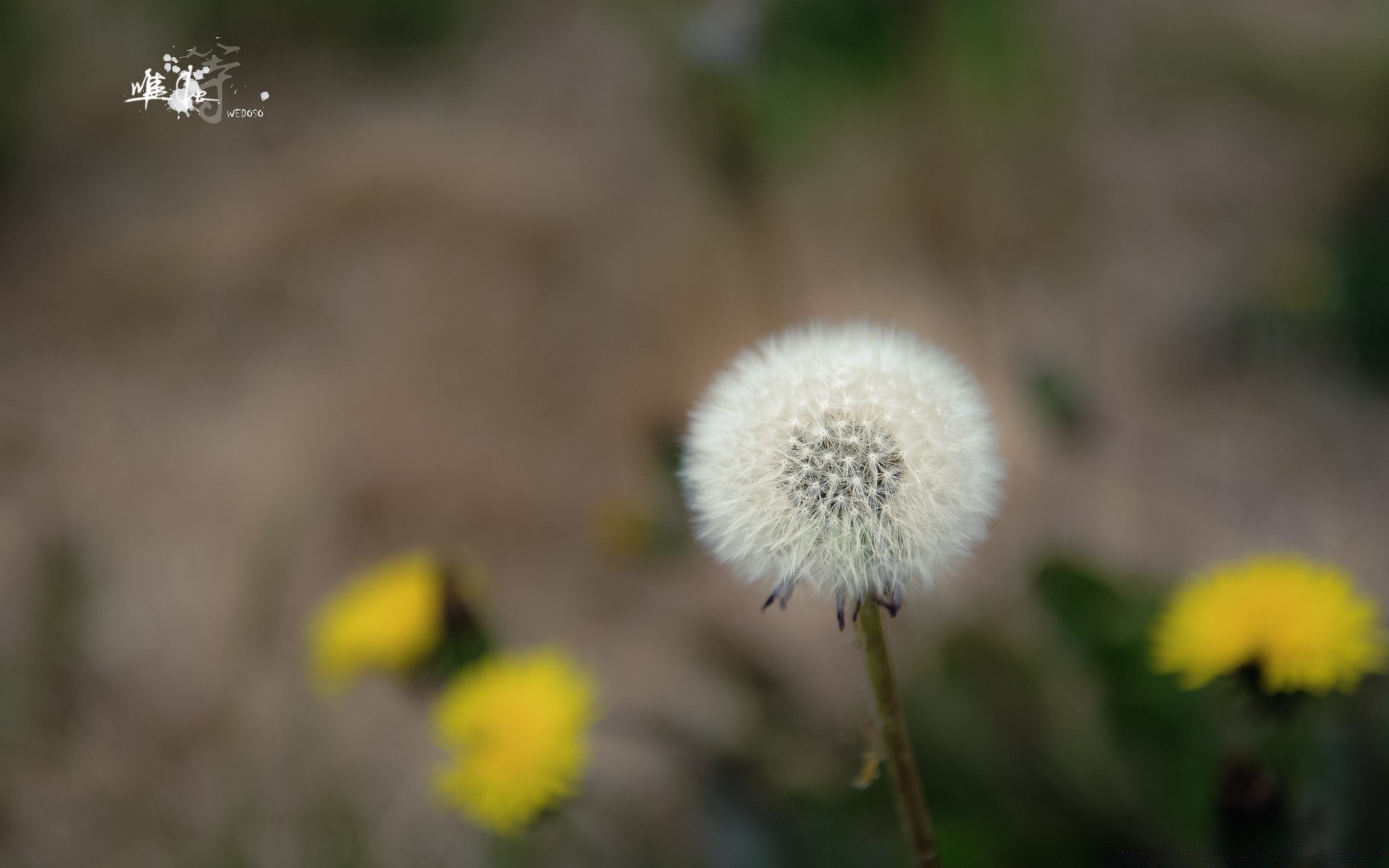 makro natura kwiat flora mniszek lekarski lato na zewnątrz wzrost trawa delikatny liść ogród zbliżenie nasiona sezon sianokosy bluming dziki