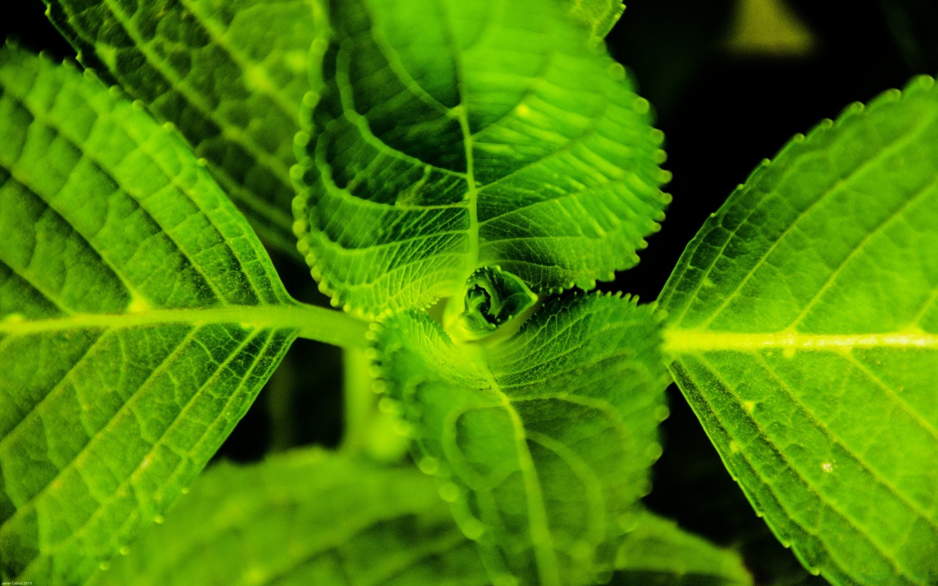 macro foglia flora natura crescita giardino freschezza primo piano ambienti lussureggiante pioggia caduta ecologia