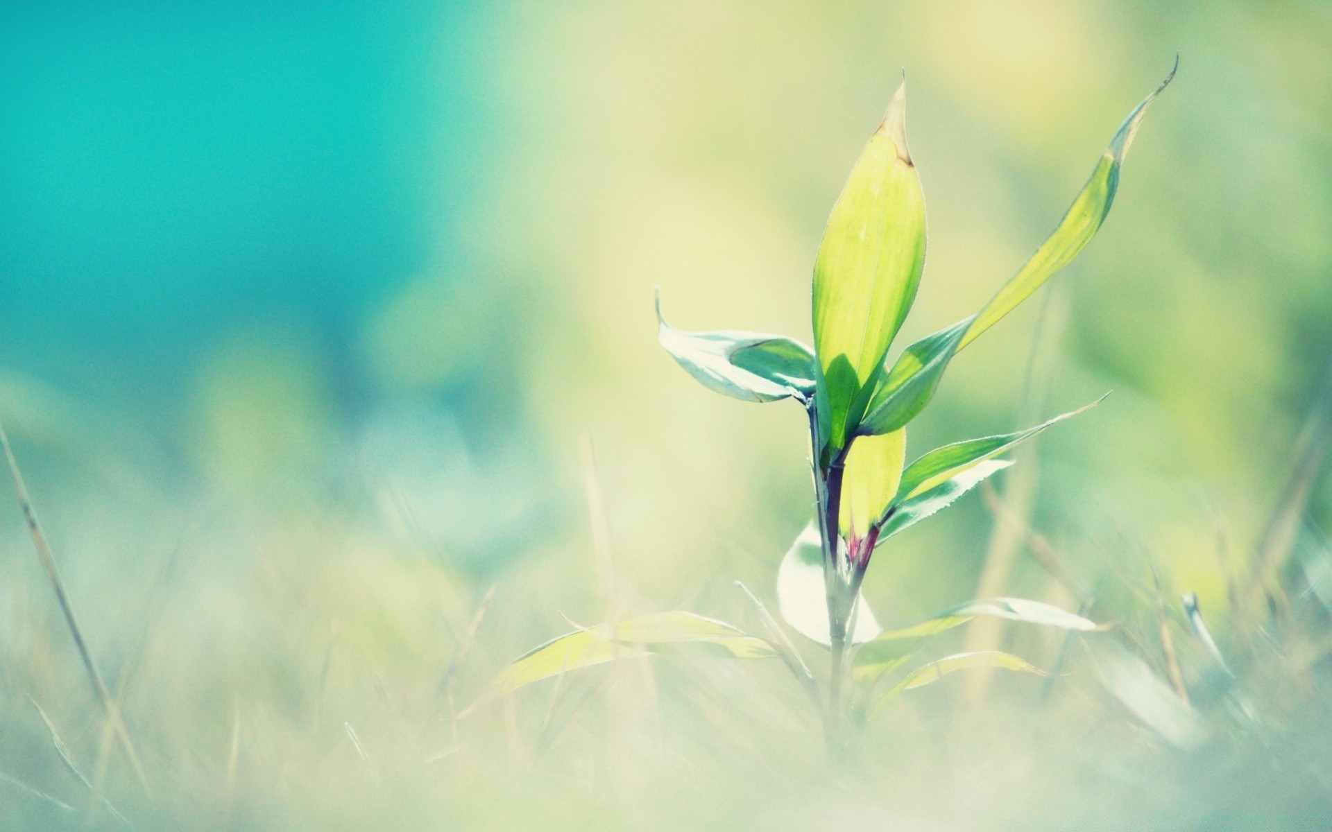 macro nature leaf summer flora growth blur flower garden grass sun fair weather bright outdoors environment