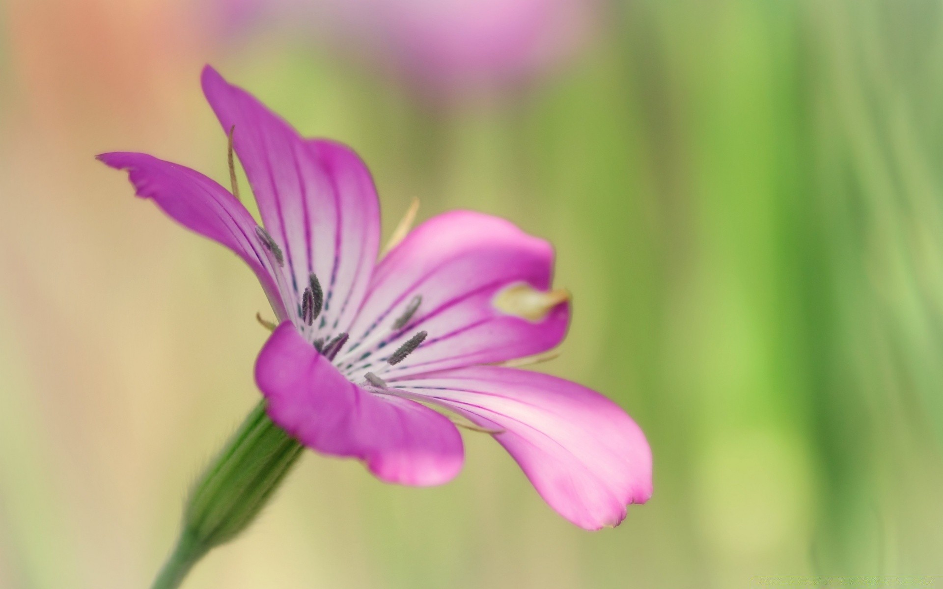 makro natura kwiat flora lato ogród trawa liść rozmycie kwiatowy jasny na zewnątrz