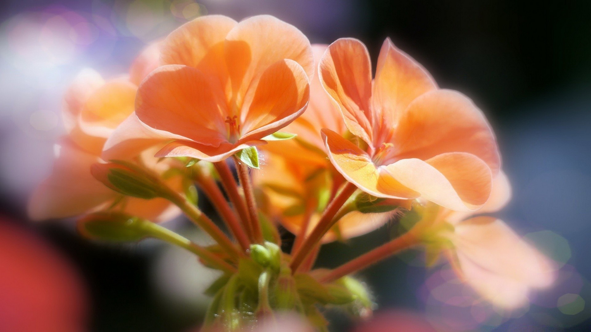 macro fleur nature flore jardin pétale feuille été bluming couleur lumineux floral flou beau tropical gros plan