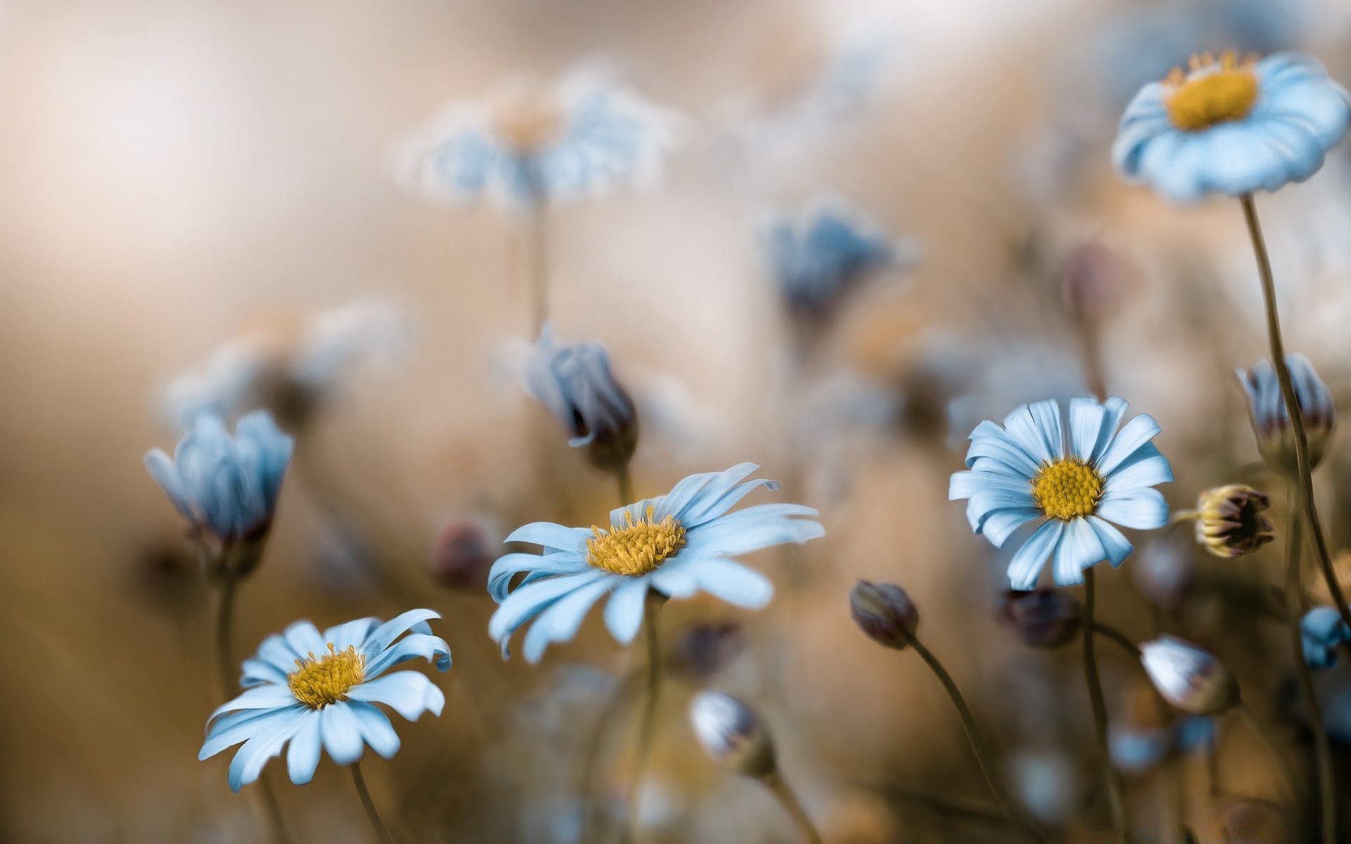 macro nature flower summer flora chamomile color close-up outdoors garden blur grass fair weather beautiful bright field wild