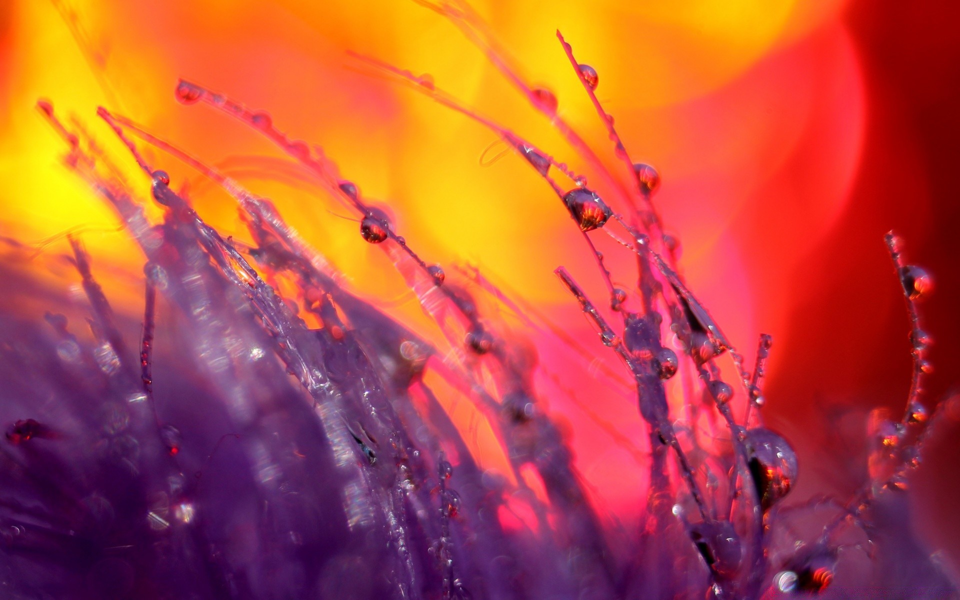 macro flower nature color blur abstract dew drop fall light summer