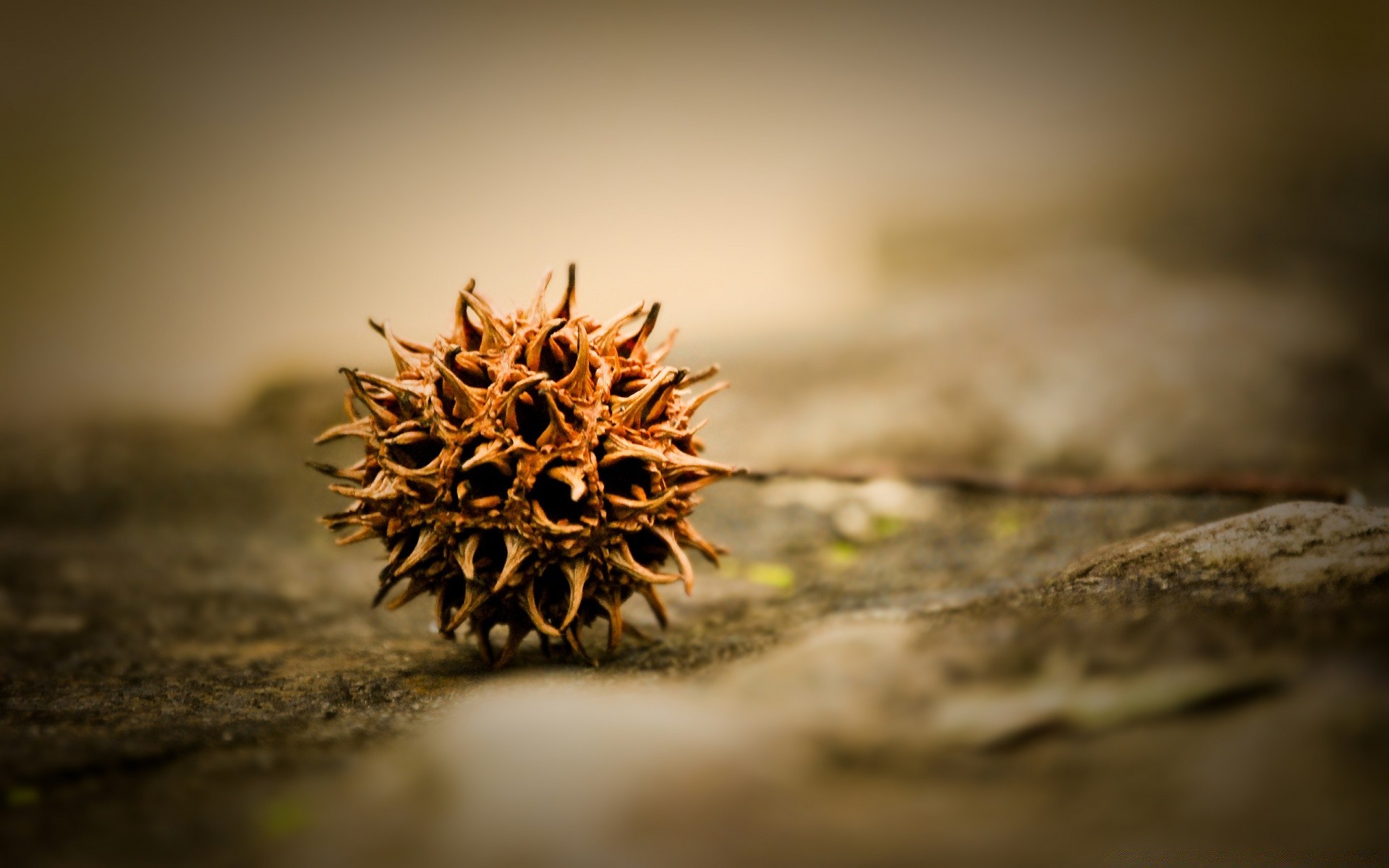 macro nature blur fall dry leaf outdoors wood food tree winter light