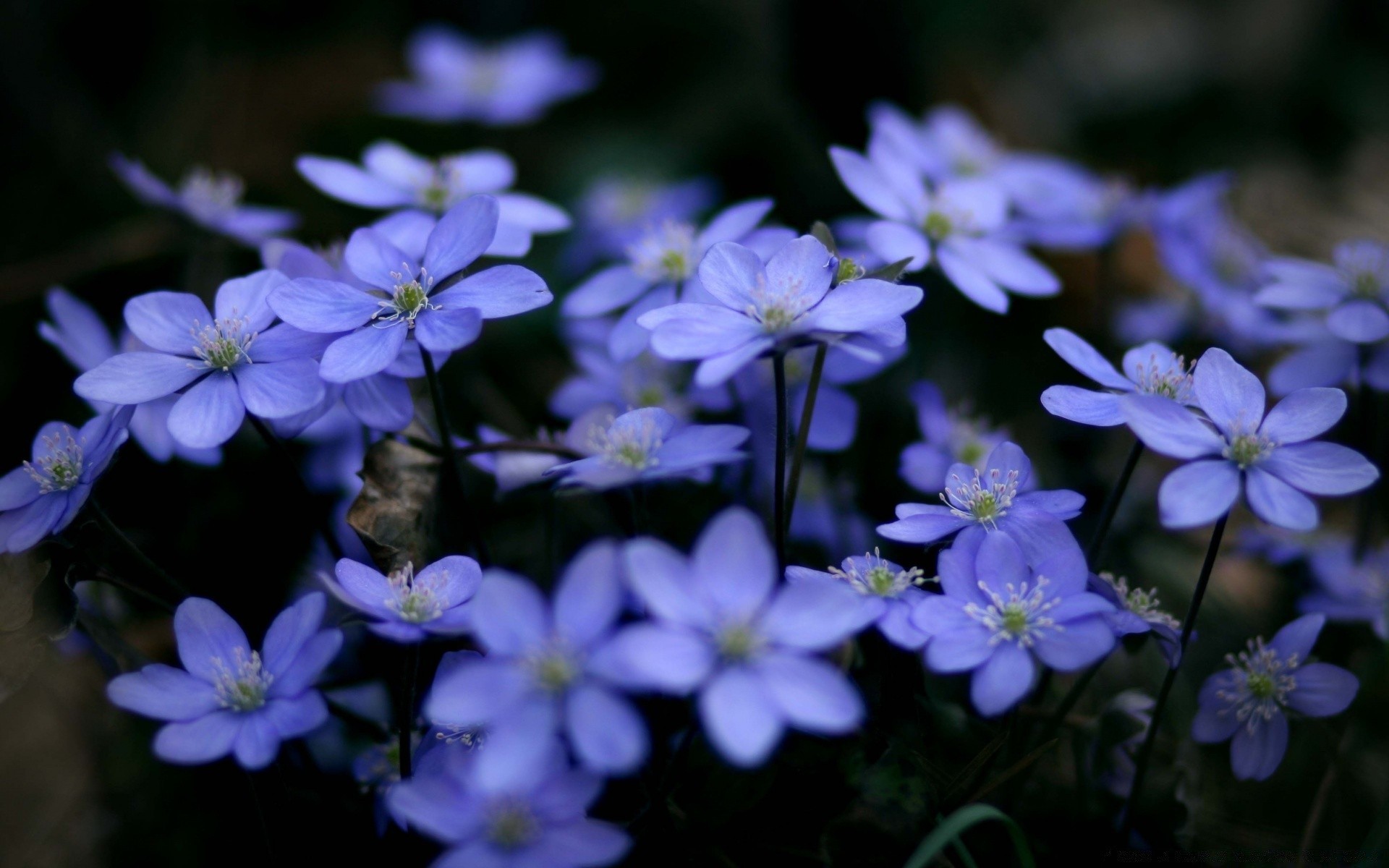 makro kwiat flora natura płatek ogród bluming liść zbliżenie kwiatowy na zewnątrz wzrost bylina sezon kolor violet lato