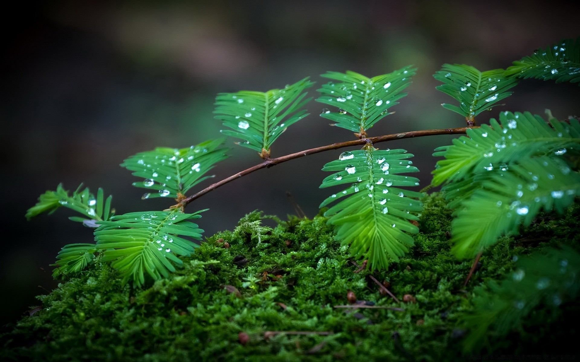 makro liść natura drzewo środowisko flora drewno odkryty bujny wzrost park las deszczowy światło fern woda deszcz lato