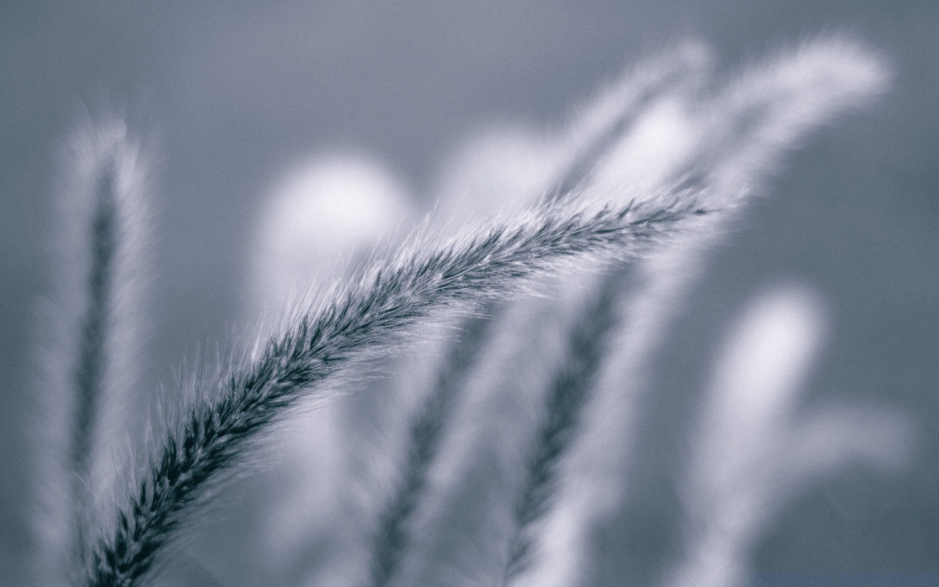 macro nature herbe soleil blé mauvaises herbes flocons vers le bas à l extérieur la croissance beau temps aube été flou hiver ciel graines