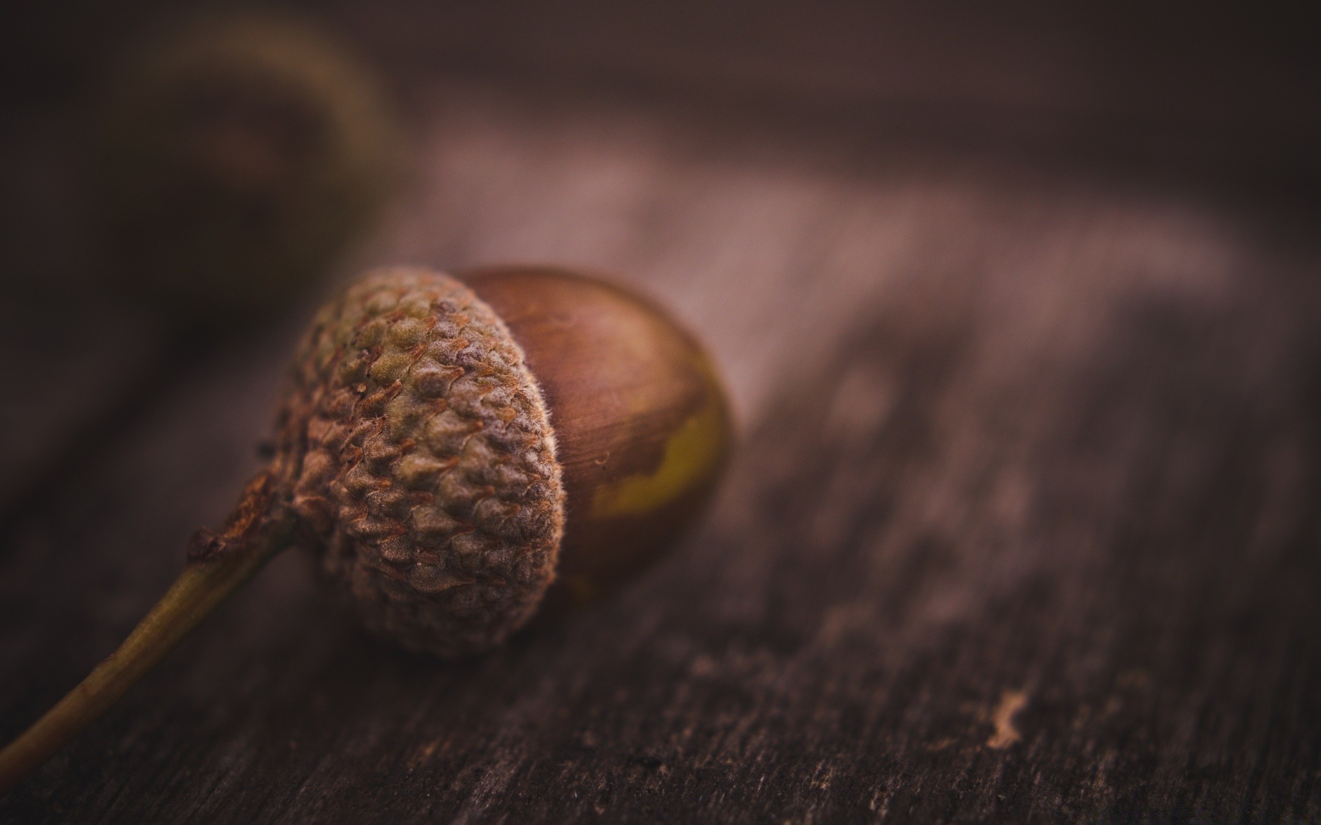 macro still life cibo legno sfocatura frutta dado natura crescere