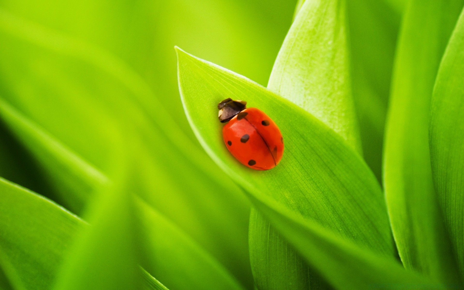 macro ladybug leaf beetle flora insect biology rain purity dew growth blade nature garden environment drop environmental summer botanical grass