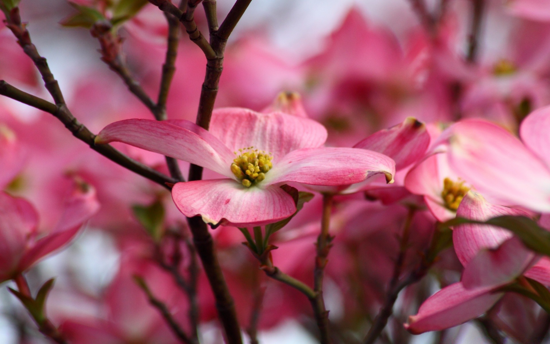 makroaufnahme blume natur flora zweig garten blütenblatt blühen baum blumen blatt kumpel magnolie farbe park schließen im freien jahreszeit hell