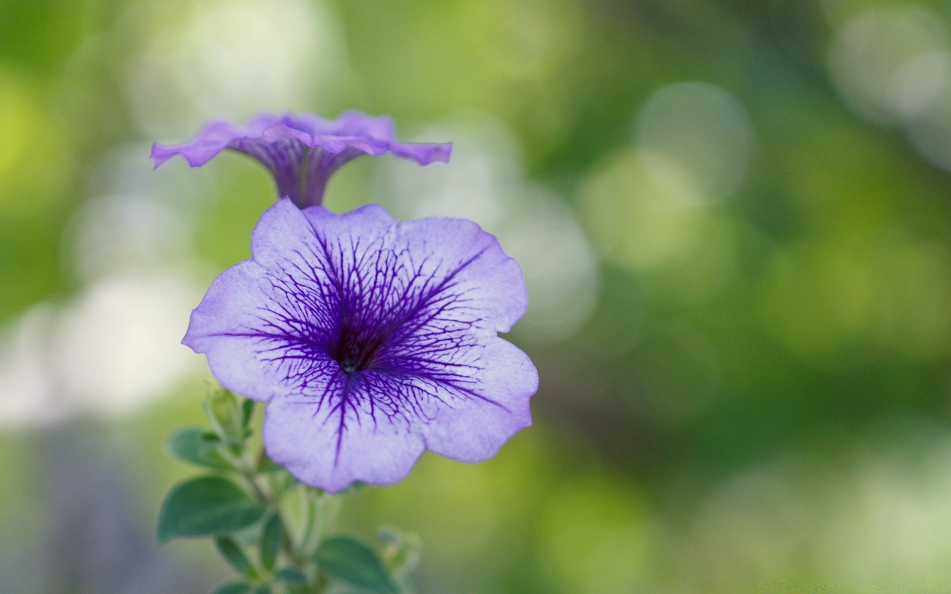 makro natura flora kwiat liść ogród lato zbliżenie kwiatowy jasny kolor wzrost bluming płatek na zewnątrz