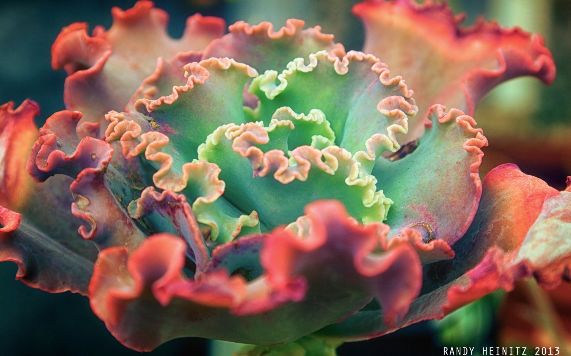 photographie macro nature flore bactéries biologie microbiologie fleur invertébrés bureau couleur feuille