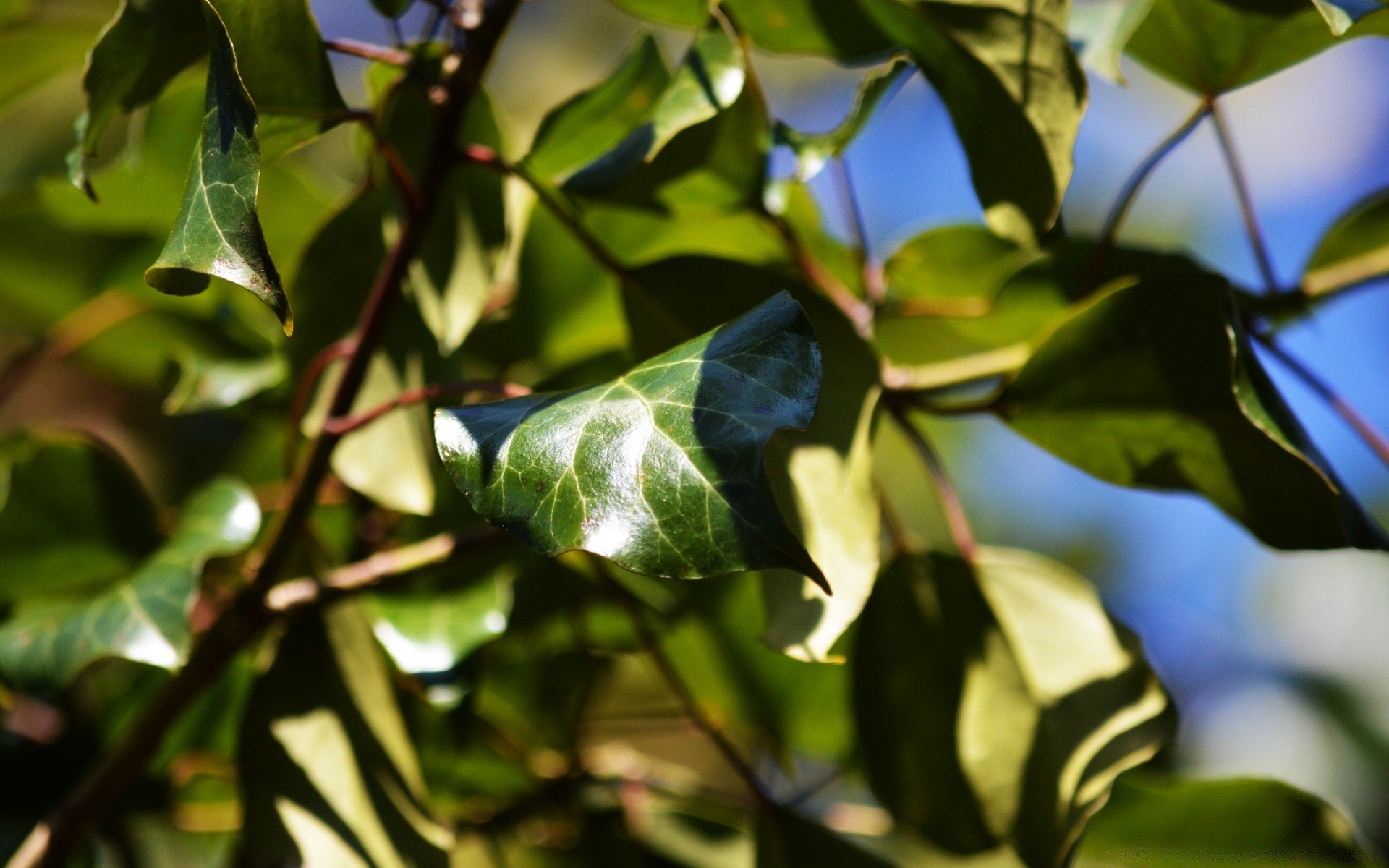 makroaufnahme blatt natur flora baum wachstum im freien garten farbe zweig schließen unschärfe sommer regen umwelt essen blume licht biologie