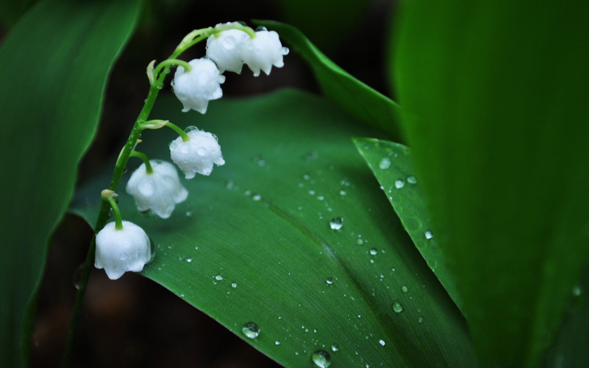 微距摄影 叶 雨 秋天 自然 露 植物 生长 花 花园 清洁