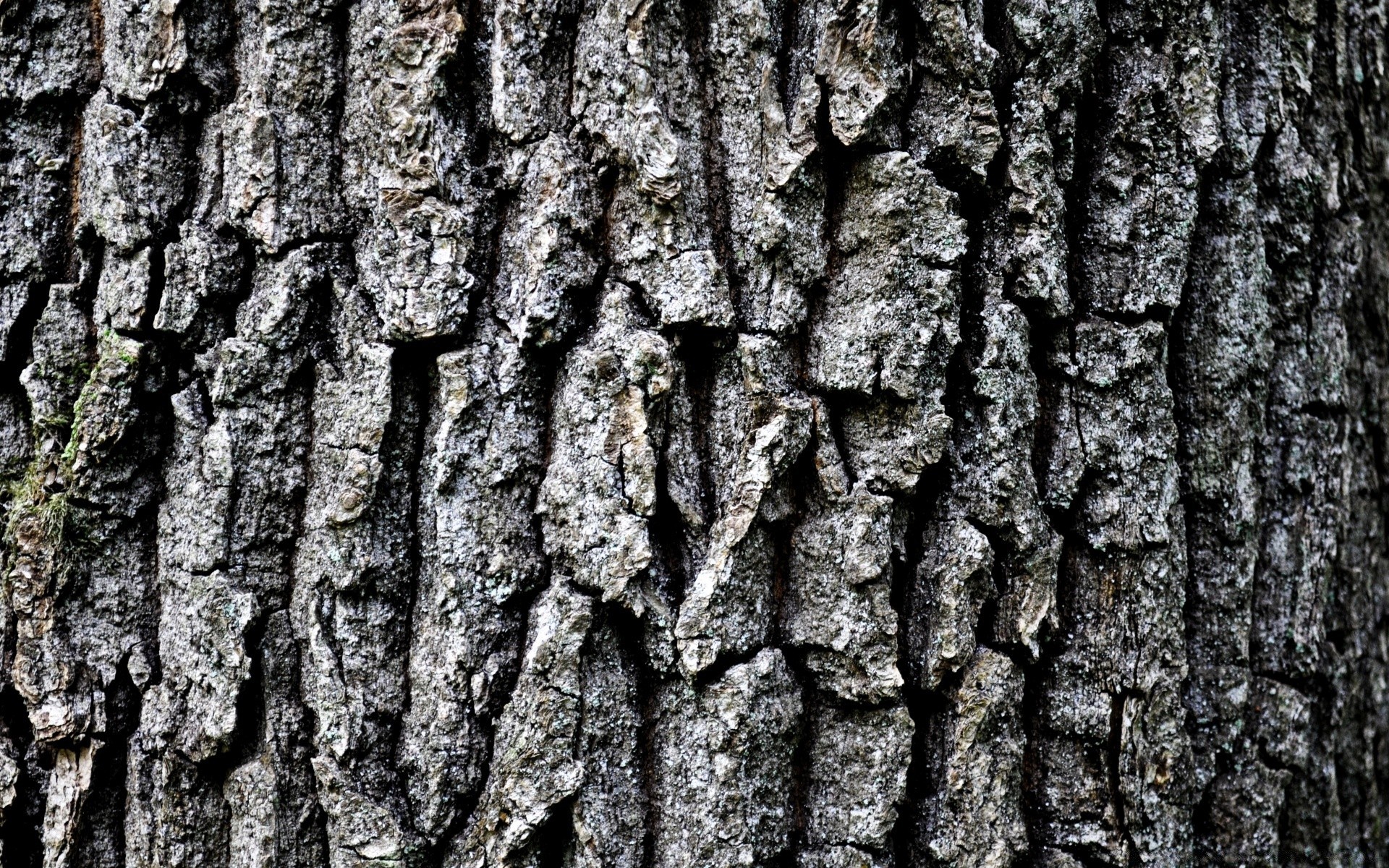 macro corteza tronco escritorio áspero madera patrón revista madera textura tela naturaleza viejo superficie seco roble resumen medio ambiente pino al aire libre protección