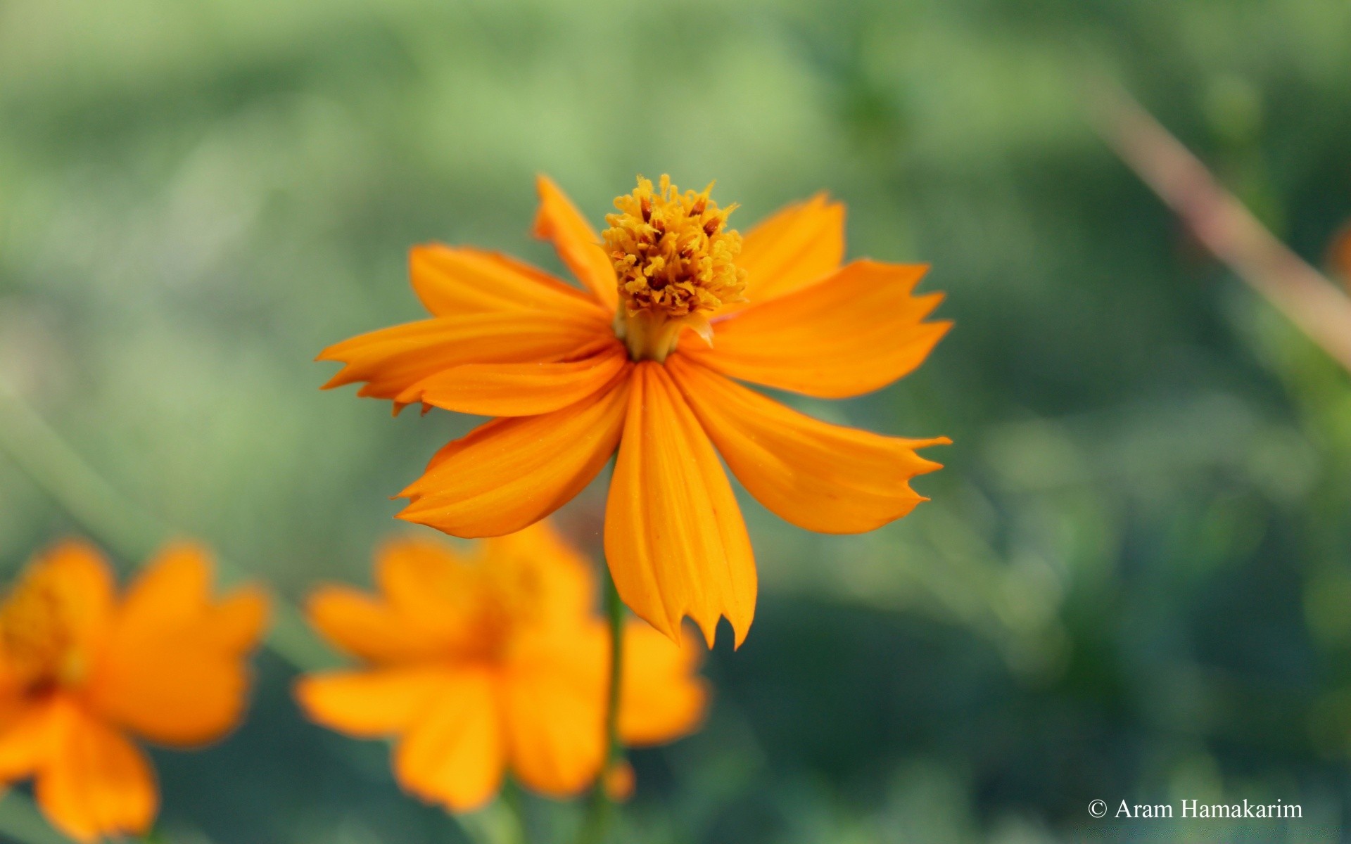 makro fotoğrafçılığı doğa yaz açık havada çiçek yaprak flora büyüme parlak bahçe polen