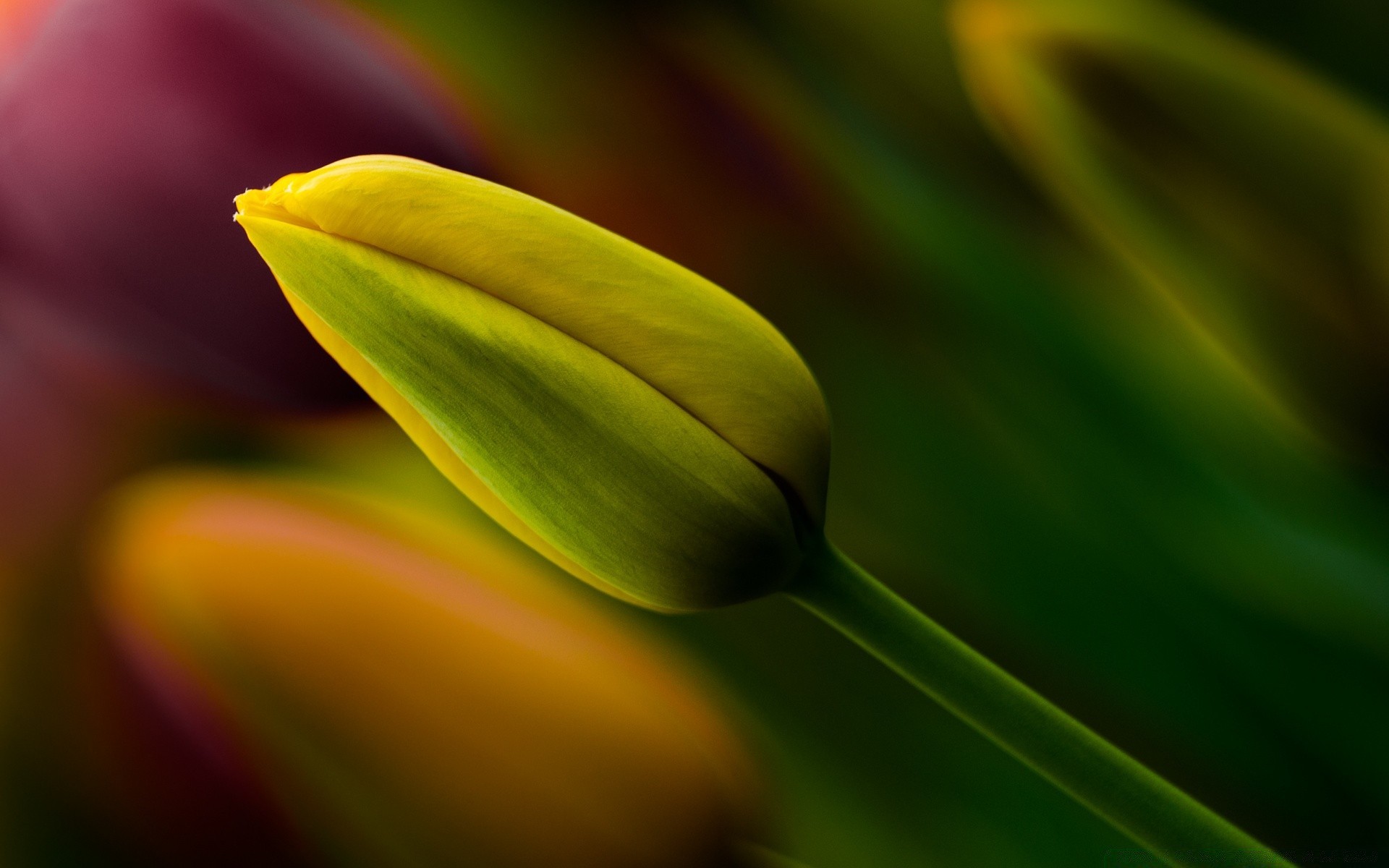 macro nature flower tulip leaf flora garden color bright growth summer dew rain blur beautiful