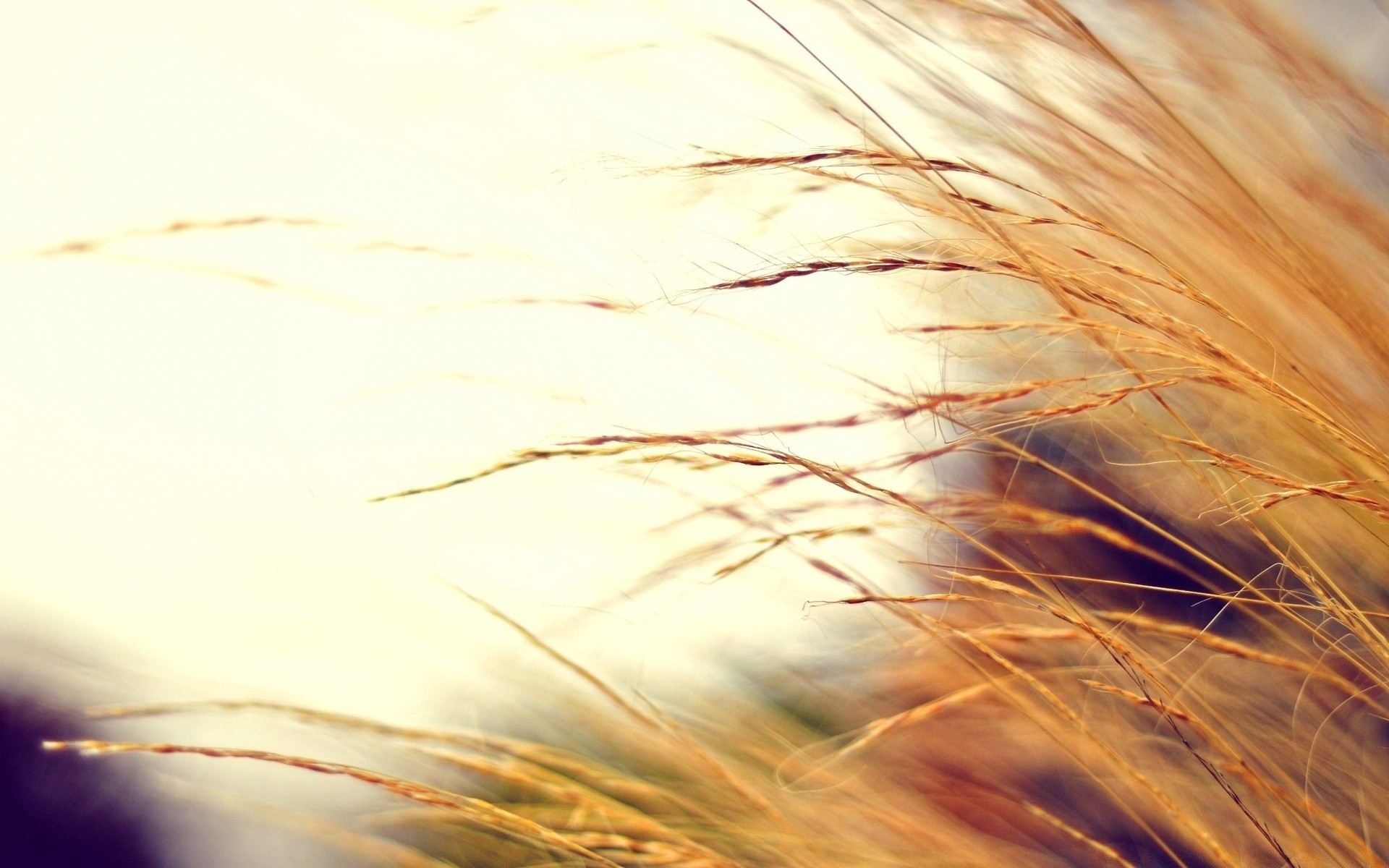 macro gold wheat bright straw abstract cereal nature bread sun grass blur color summer desktop corn flame landscape light field